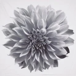 Buy ✔️ Madison Park Quinn Printed Floral Cotton Shower Curtain Aqua ⭐ 20 Buy ✔️ Madison Park Quinn Printed Floral Cotton Shower Curtain Aqua ⭐ -Madison Park Sales unnamed file 136